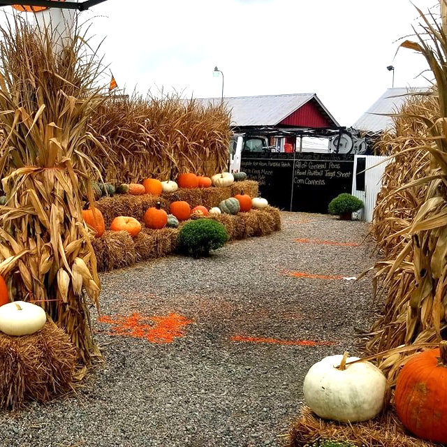 It's Pumpkin Season at Chesterfield Berry Farm - The Best Part of Virginia