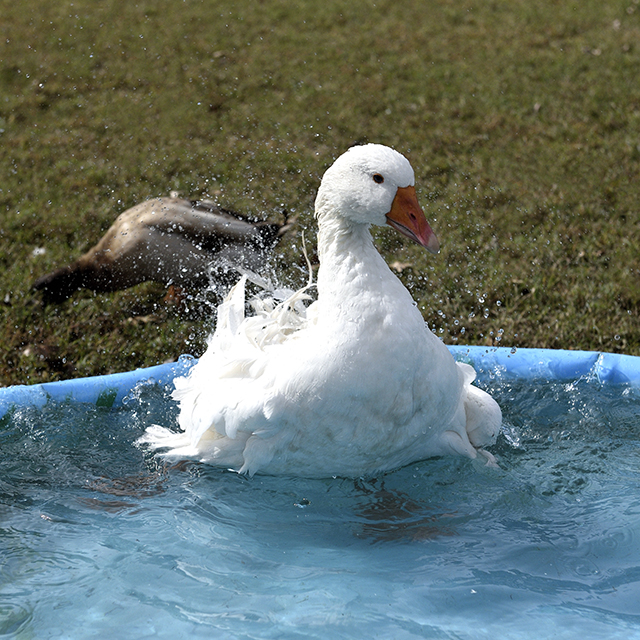 Red Barn Farm Goose 640_JW22513 - The Best Part of Virginia